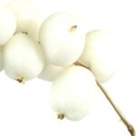 Snowberry