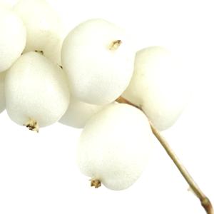 Snowberry