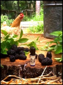 Blackburn Farmstead Solstice Scents