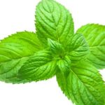 Spearmint
