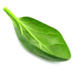 Espinaca