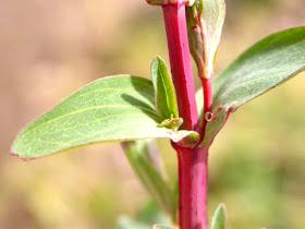 Stems Greens