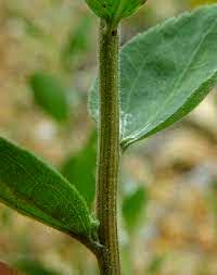 Stems Greens