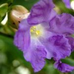 Strobilanthes callosus