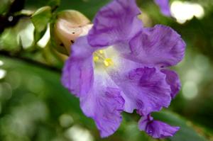 Strobilanthes callosus