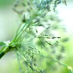 Sweet Grass