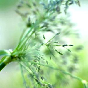 Sweet Grass