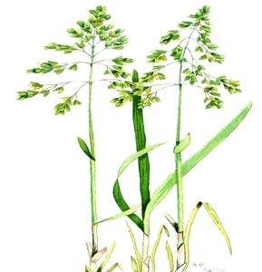Sweet Grass