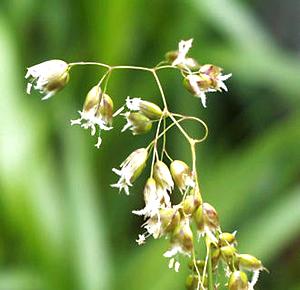 Sweet Grass