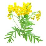 Tansy
