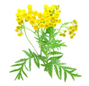 Tansy