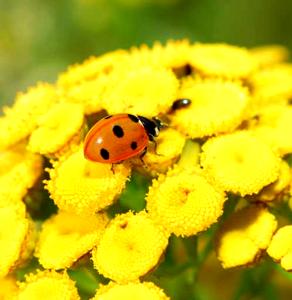 Tansy