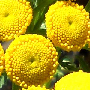 Tansy