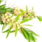 Petróleo del árbol del té