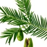 Torreya