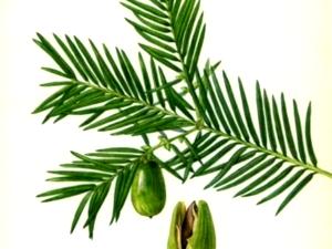 Torreya