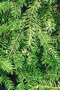 Torreya