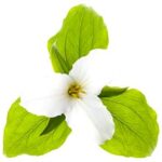 Trillium