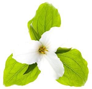 Trillium