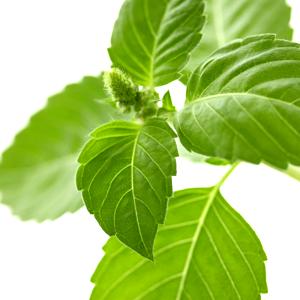 Tulsí (albahaca de la India)