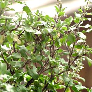 Tulsí (albahaca de la India)