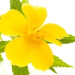 Turnera difundir (Damiana)