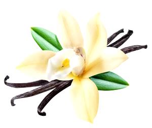 Vanilla Leaves