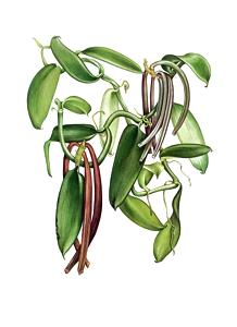 Vanilla Leaves