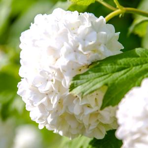 Viburnum