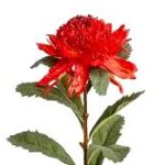 Waratah