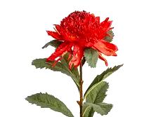 Waratah