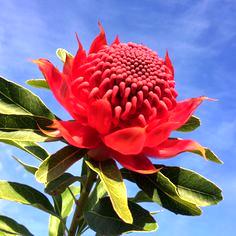 Waratah