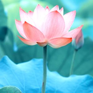 Water Flowers