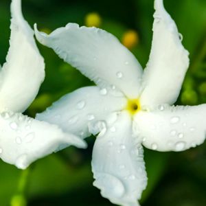 Water Flowers