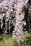 Weeping Cherry Blossom