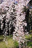Weeping Cherry Blossom