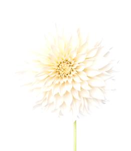 White Dahlia