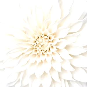 White Dahlia