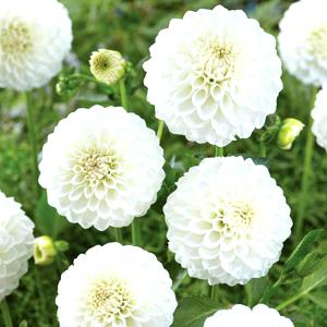 White Dahlia