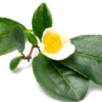 White Tea Blossom