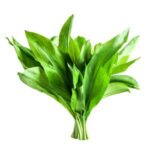 Wild garlic leaf
