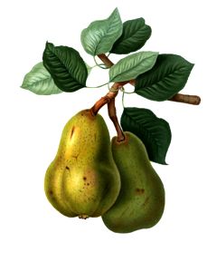 Williams Pear