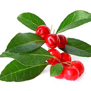 Wintergreen