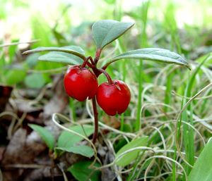 Wintergreen