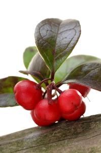 Wintergreen