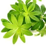Woodfuff o Galium odoratum