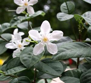 Wrightia