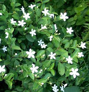 Wrightia