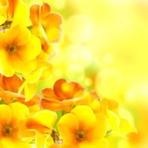 Yellow Flowers
