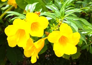 Yellow Flowers